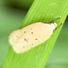 Oecophoridae Provisiion al Species 11 at Wingecarribee Local Government Area - 22 Jan 2024