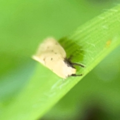 Oecophoridae provisional species 11 at Wingecarribee Local Government Area - 22 Jan 2024 12:58 PM