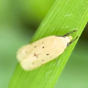 Oecophoridae Provisiion al Species 11 at Wingecarribee Local Government Area - 22 Jan 2024