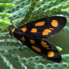 Asura cervicalis (Spotted Lichen Moth) at Exeter, NSW - 22 Jan 2024 by Hejor1