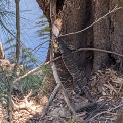 Varanus varius (Lace Monitor) at Burrinjuck Nature Reserve - 22 Jan 2024 by Bidge