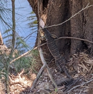 Varanus varius at Burrinjuck Nature Reserve - suppressed