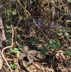 Varanus varius at Burrinjuck Nature Reserve - 22 Jan 2024