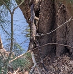 Varanus varius at Burrinjuck Nature Reserve - suppressed