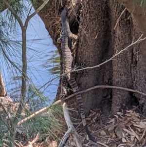 Varanus varius at Burrinjuck Nature Reserve - suppressed