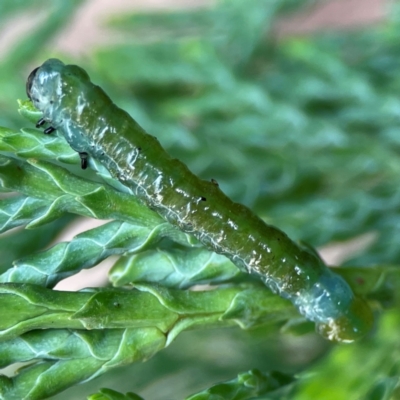 Lepidoptera unclassified IMMATURE (caterpillar or pupa or cocoon) at Wingecarribee Local Government Area - 22 Jan 2024 by Hejor1