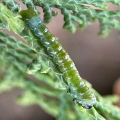 Lepidoptera unclassified IMMATURE at Exeter - 22 Jan 2024 01:03 PM
