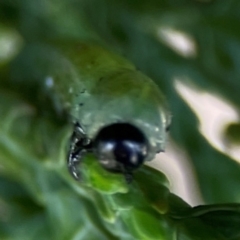 Lepidoptera unclassified IMMATURE at Exeter - 22 Jan 2024 01:03 PM