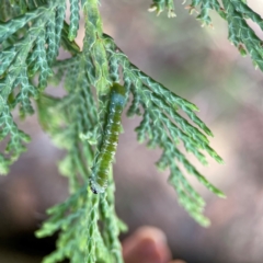 Lepidoptera unclassified IMMATURE at Exeter - 22 Jan 2024 01:03 PM