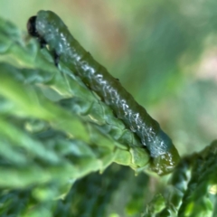 Lepidoptera unclassified IMMATURE at Exeter - 22 Jan 2024 01:03 PM