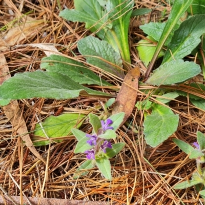 Ajuga australis (Austral Bugle) at Isaacs Ridge and Nearby - 21 Jan 2024 by Mike