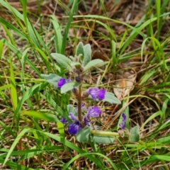 Ajuga australis at Isaacs Pines (ICP) - 22 Jan 2024 10:07 AM