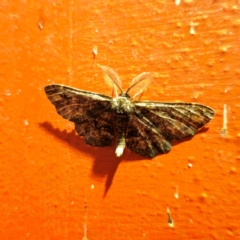 Pholodes sinistraria (Sinister or Frilled Bark Moth) at Captains Flat, NSW - 22 Jan 2024 by Csteele4