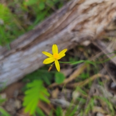 Tricoryne elatior (Yellow Rush Lily) at Bungonia National Park - 22 Jan 2024 by Csteele4