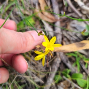 Tricoryne elatior at Bungonia National Park - 22 Jan 2024