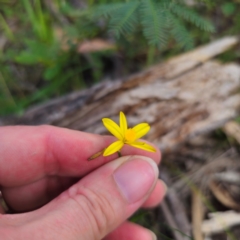 Tricoryne elatior at Bungonia National Park - 22 Jan 2024