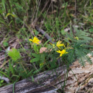 Tricoryne elatior at Bungonia National Park - 22 Jan 2024