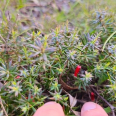 Astroloma humifusum (Cranberry Heath) at Bungonia National Park - 22 Jan 2024 by Csteele4