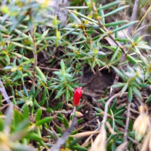 Styphelia humifusum at Bungonia National Park - 22 Jan 2024