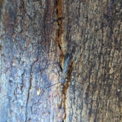 Emesinae sp. (sub-family) (A thread-legged bug) at Lions Youth Haven - Westwood Farm - 22 Jan 2024 by HelenCross