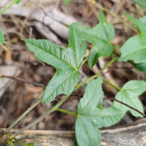 Passiflora cinnabarina at Bungonia National Park - 22 Jan 2024