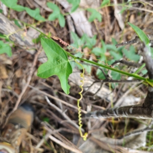 Passiflora cinnabarina at Bungonia National Park - 22 Jan 2024 05:54 PM