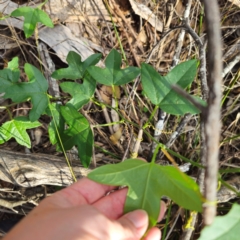 Passiflora cinnabarina at Bungonia National Park - 22 Jan 2024