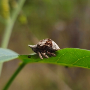 Oemethylus triangularis at Bungonia National Park - 22 Jan 2024