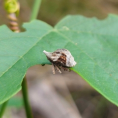 Oemethylus triangularis at Bungonia National Park - 22 Jan 2024