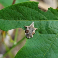 Oemethylus triangularis at Bungonia National Park - 22 Jan 2024