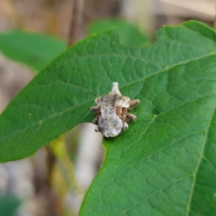 Oemethylus triangularis at Bungonia National Park - 22 Jan 2024