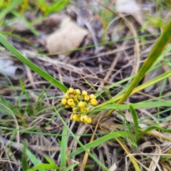 Lomandra filiformis subsp. coriacea (Wattle Matrush) at Bungonia National Park - 22 Jan 2024 by Csteele4