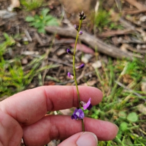 Glycine tabacina at Bungonia National Park - 22 Jan 2024