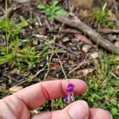 Glycine tabacina at Bungonia National Park - 22 Jan 2024