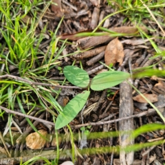 Glycine tabacina at Bungonia National Park - 22 Jan 2024