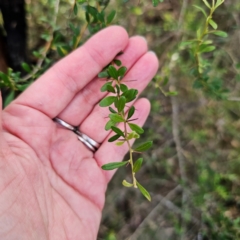 Bursaria spinosa subsp. lasiophylla (Australian Blackthorn) at Bungonia National Park - 22 Jan 2024 by Csteele4