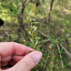 Bursaria spinosa subsp. lasiophylla at Bungonia National Park - 22 Jan 2024