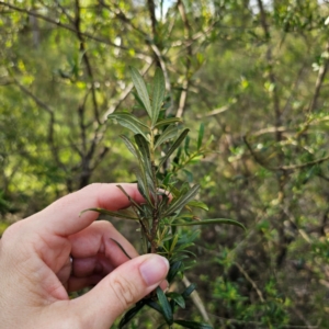 Bursaria spinosa subsp. lasiophylla at Bungonia National Park - 22 Jan 2024 06:32 PM