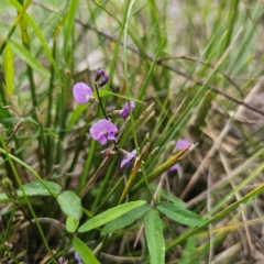 Glycine microphylla (Small-leaf Glycine) at Bungonia National Park - 22 Jan 2024 by Csteele4