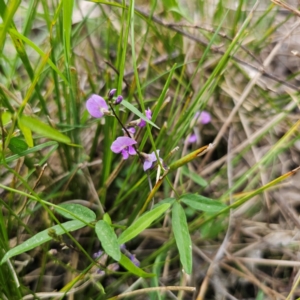 Glycine microphylla at Bungonia National Park - 22 Jan 2024