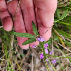 Glycine microphylla at Bungonia National Park - 22 Jan 2024 06:31 PM