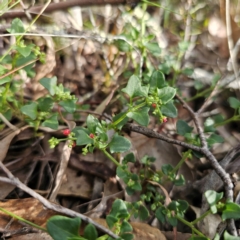 Einadia hastata (Berry Saltbush) at Bungonia National Park - 22 Jan 2024 by Csteele4