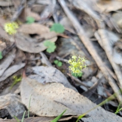 Hydrocotyle laxiflora at Bungonia National Park - 22 Jan 2024