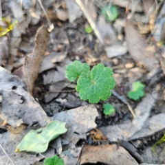 Hydrocotyle laxiflora at Bungonia National Park - 22 Jan 2024