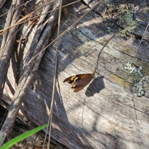 Heteronympha merope at Bungonia National Park - 22 Jan 2024