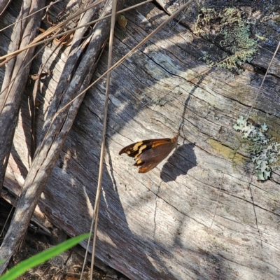 Heteronympha merope (Common Brown Butterfly) at Bungonia National Park - 22 Jan 2024 by Csteele4