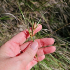 Themeda triandra at Bungonia National Park - 22 Jan 2024