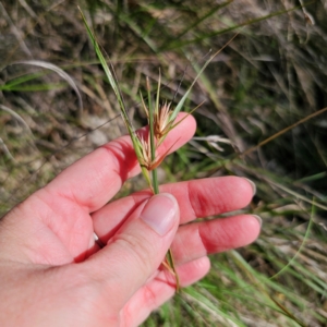 Themeda triandra at Bungonia National Park - 22 Jan 2024 05:40 PM