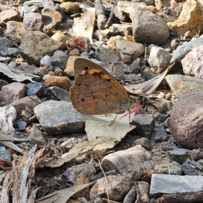 Heteronympha merope (Common Brown Butterfly) at Bungonia, NSW - 22 Jan 2024 by Csteele4