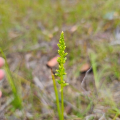 Microtis parviflora (Slender Onion Orchid) at QPRC LGA - 22 Jan 2024 by Csteele4